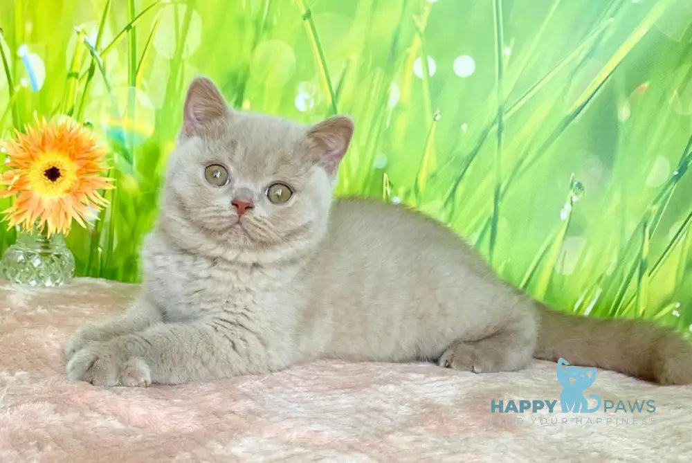 Diadem British Shorthair female fawn live animals