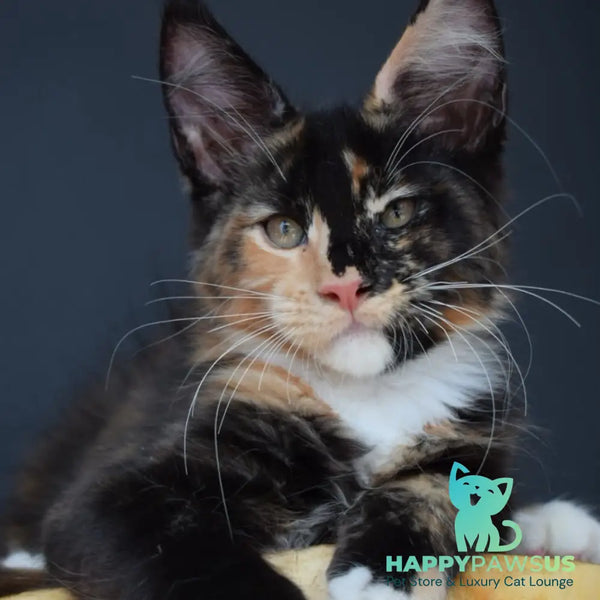 Diadema Maine Coon female black tortie bicolour - live animals