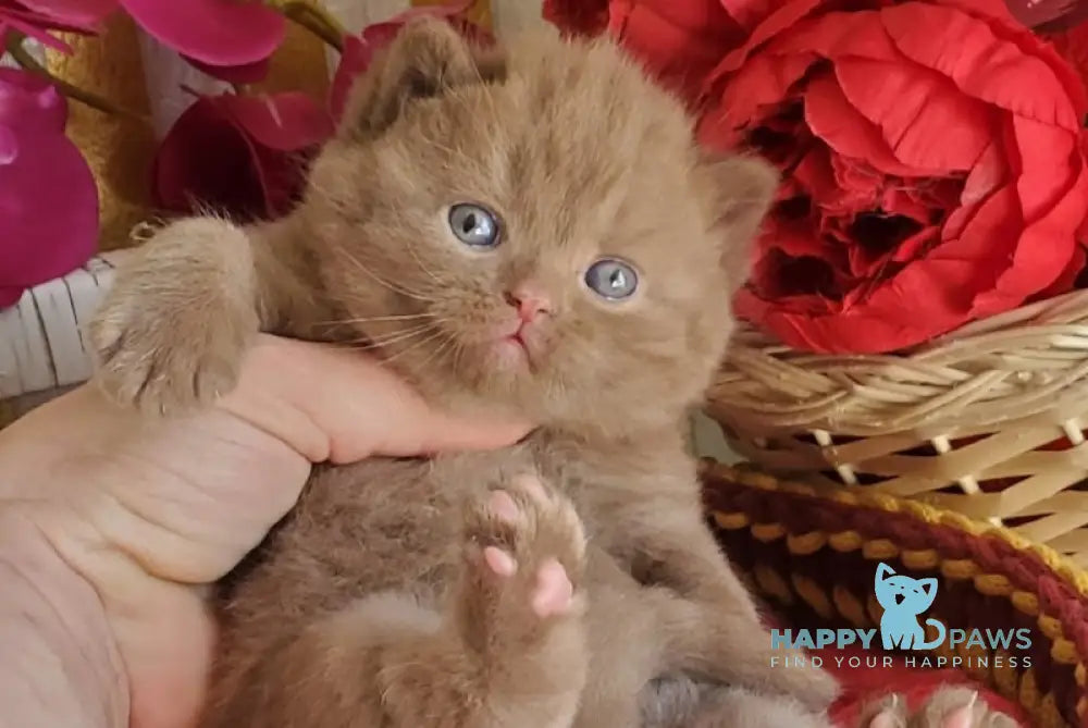 Diamant British Shorthair male cinnamon live animals