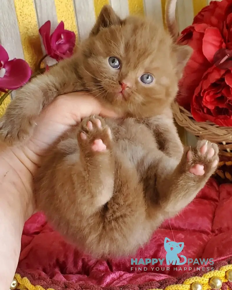Diamant British Shorthair male cinnamon live animals
