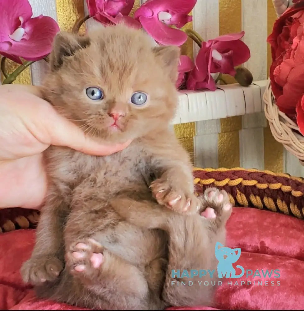 Diamant British Shorthair male cinnamon live animals
