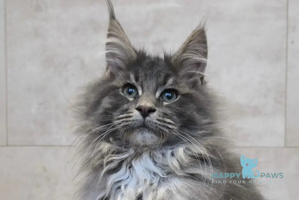 Diamant Maine Coon male blue tabby live animals