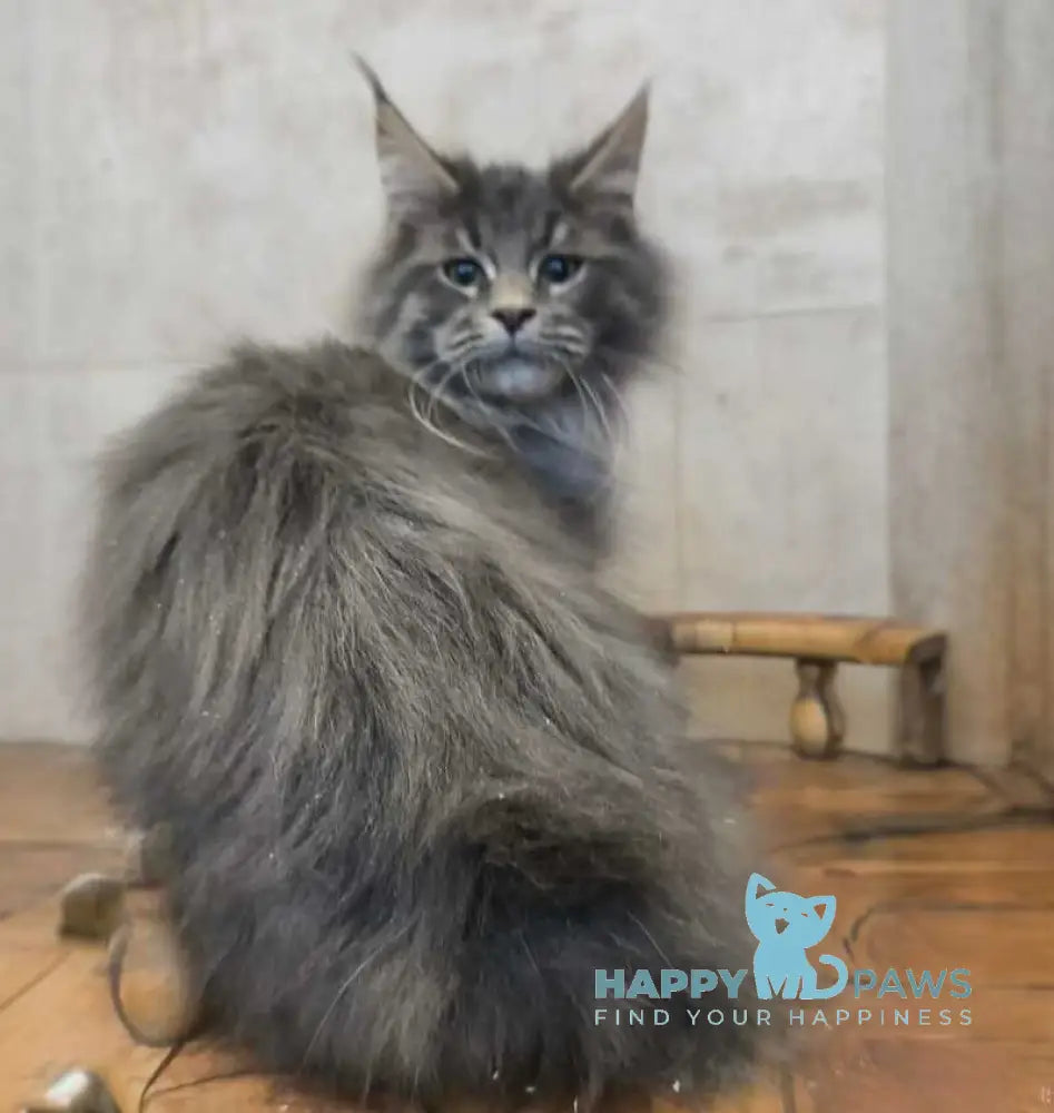 Diamant Maine Coon male blue tabby live animals