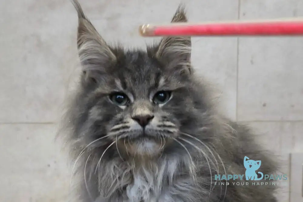 Diamant Maine Coon male blue tabby live animals
