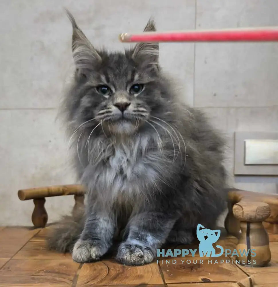 Diamant Maine Coon male blue tabby live animals