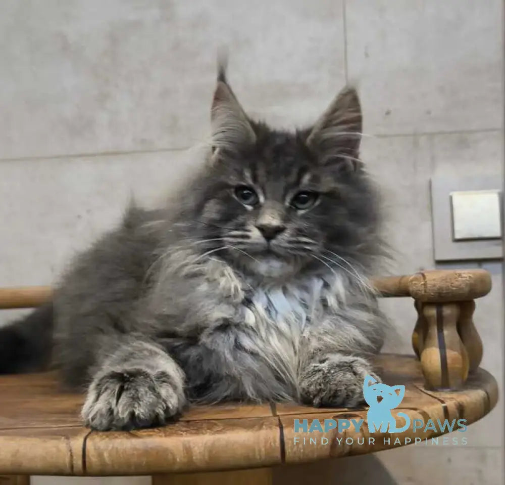 Diamant Maine Coon male blue tabby live animals