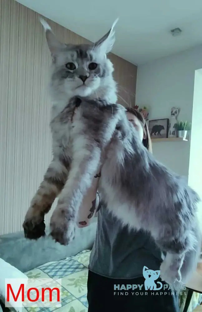 Diamant Maine Coon male blue tabby live animals