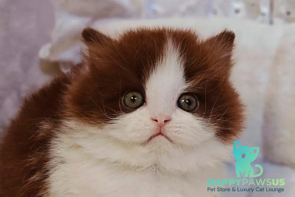 Diamond British Longhair male chocolate bicolour live animals