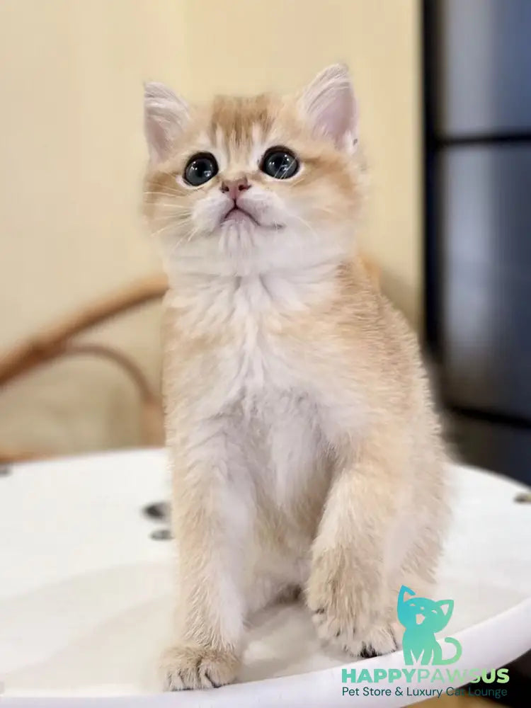 Diamond British Shorthair male black golden shaded - live animals
