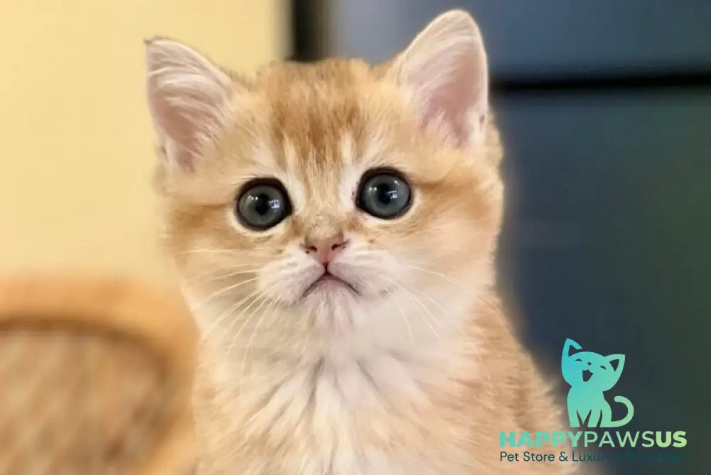Diamond British Shorthair male black golden shaded - live animals