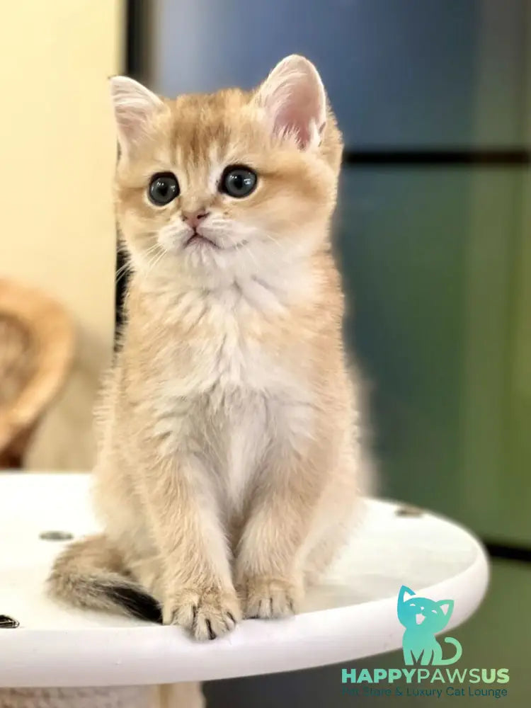 Diamond British Shorthair male black golden shaded - live animals