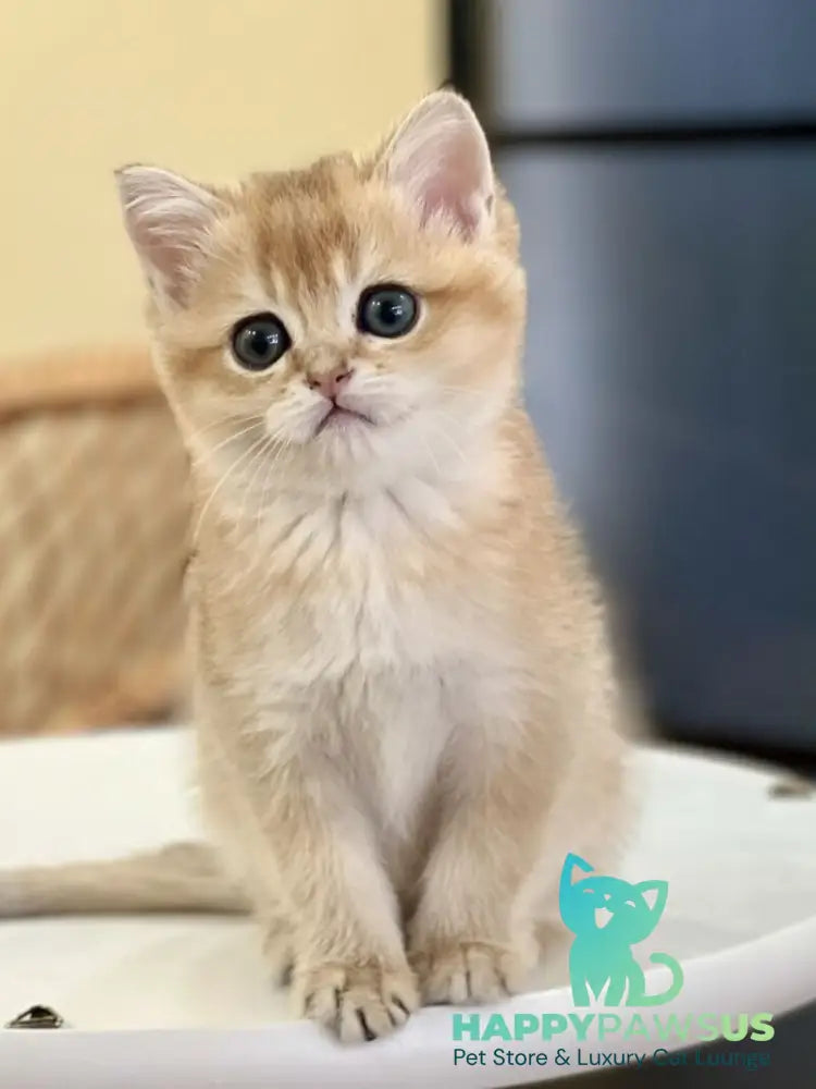 Diamond British Shorthair male black golden shaded - live animals