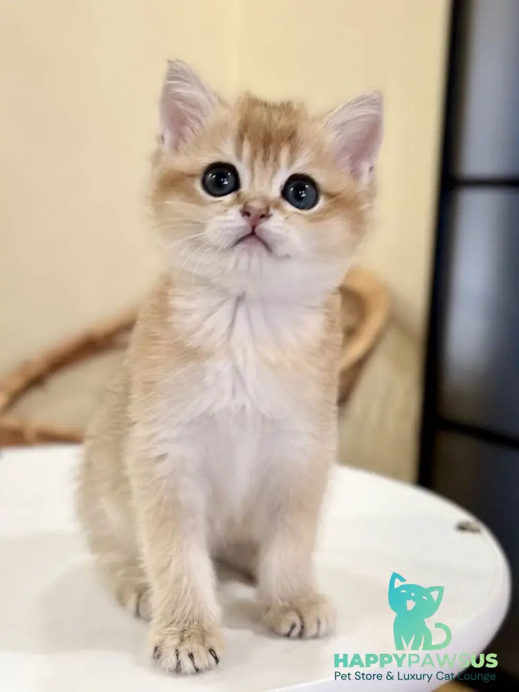 Diamond British Shorthair male black golden shaded - live animals