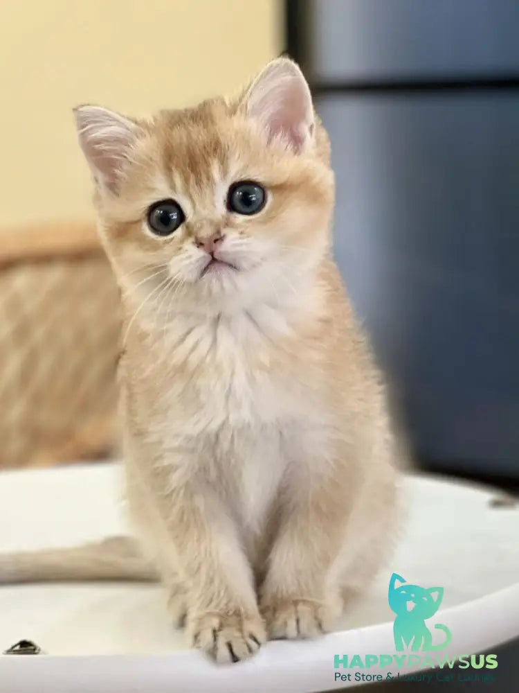 Diamond British Shorthair male black golden shaded - live animals