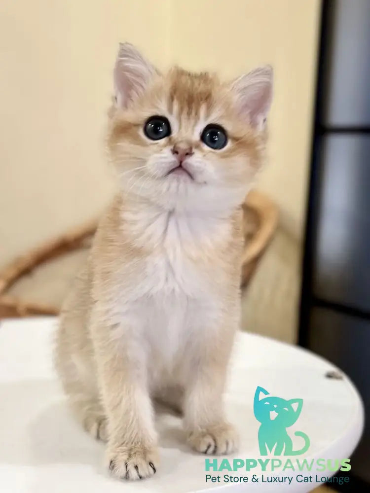 Diamond British Shorthair male black golden shaded - live animals