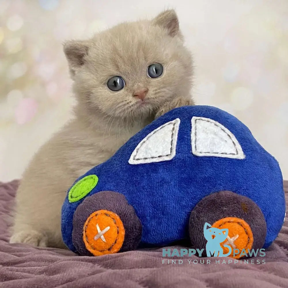Diamond British Shorthair male fawn live animals