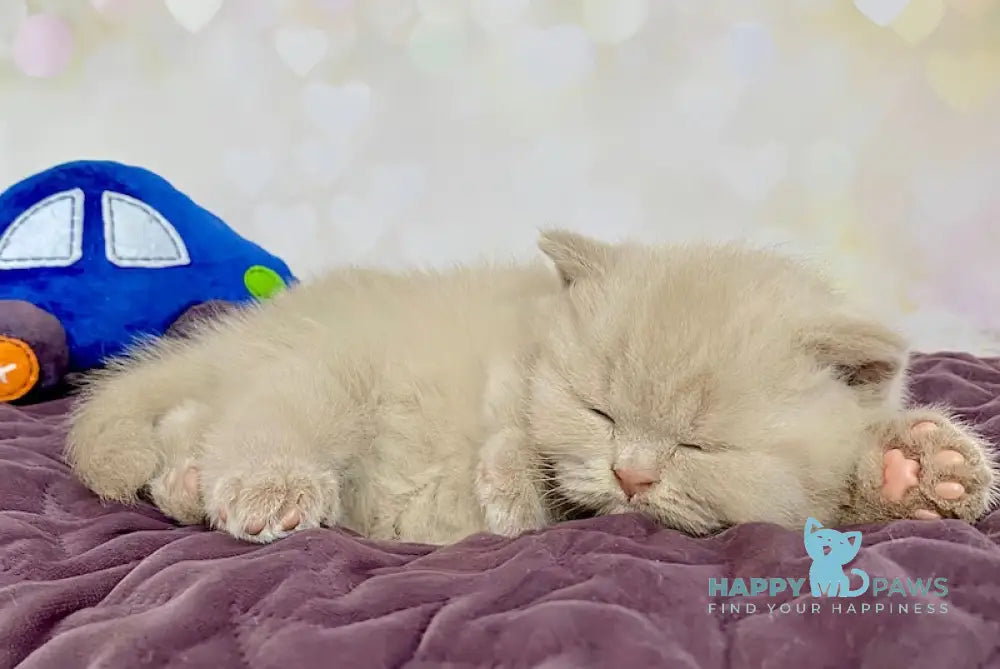 Diamond British Shorthair male fawn live animals