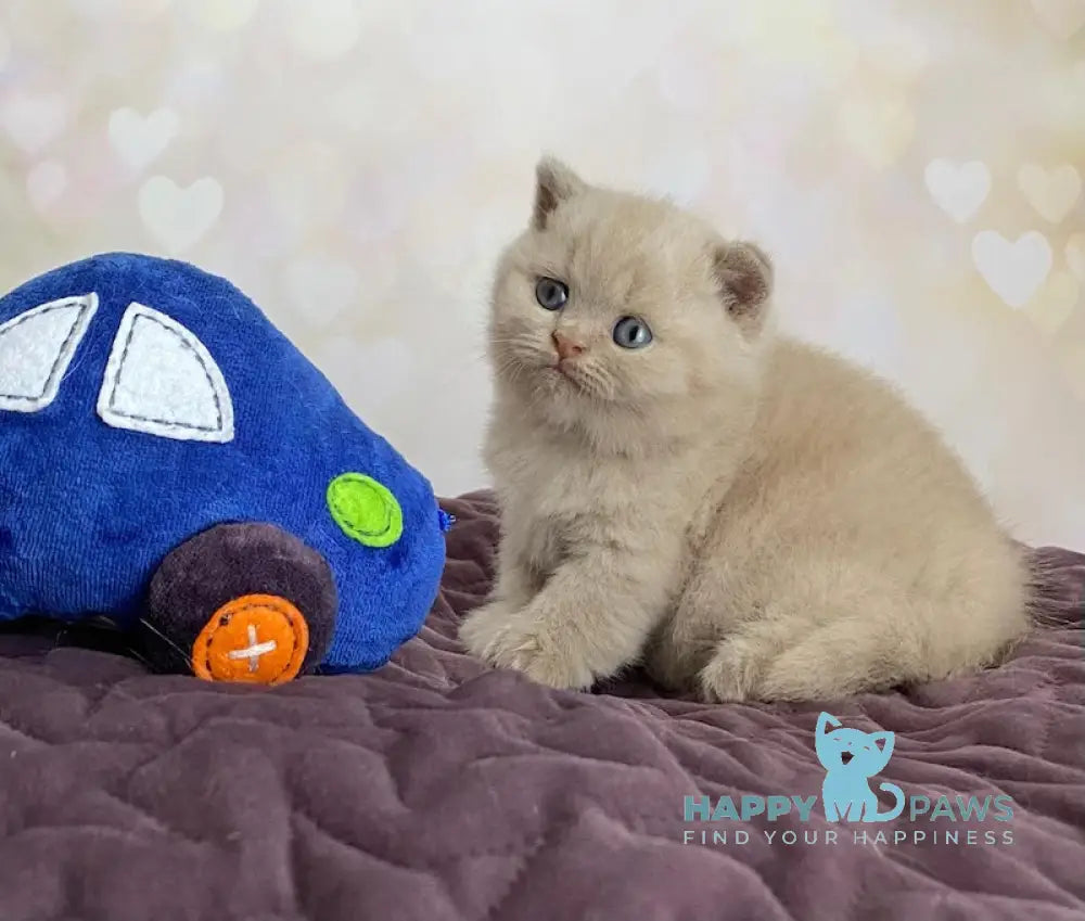 Diamond British Shorthair male fawn live animals