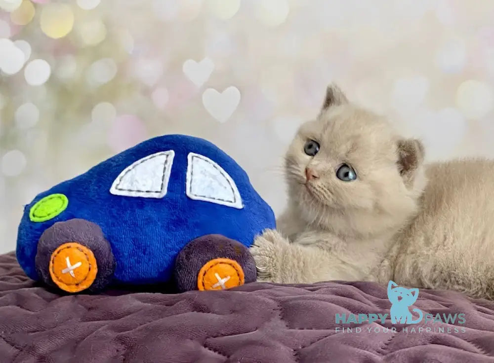 Diamond British Shorthair male fawn live animals