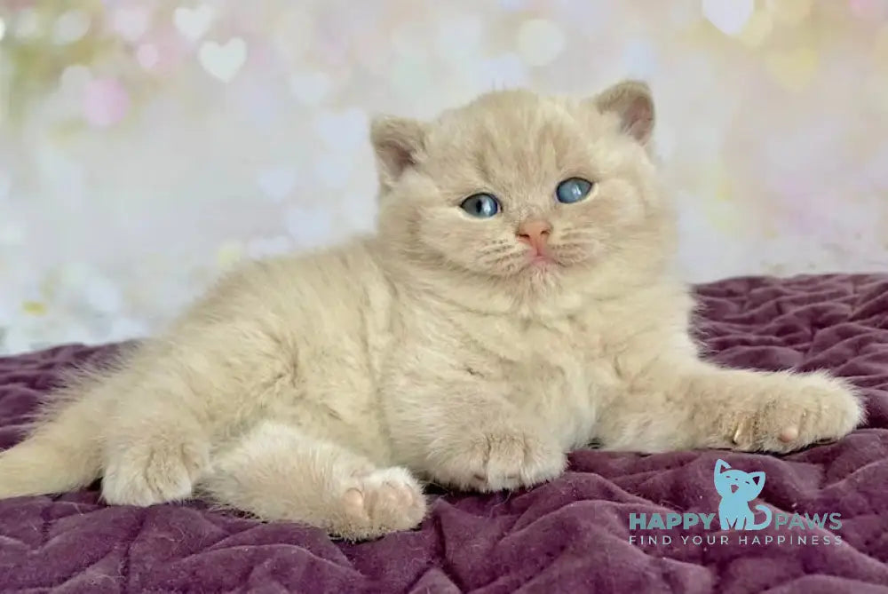 Diamond British Shorthair male fawn live animals
