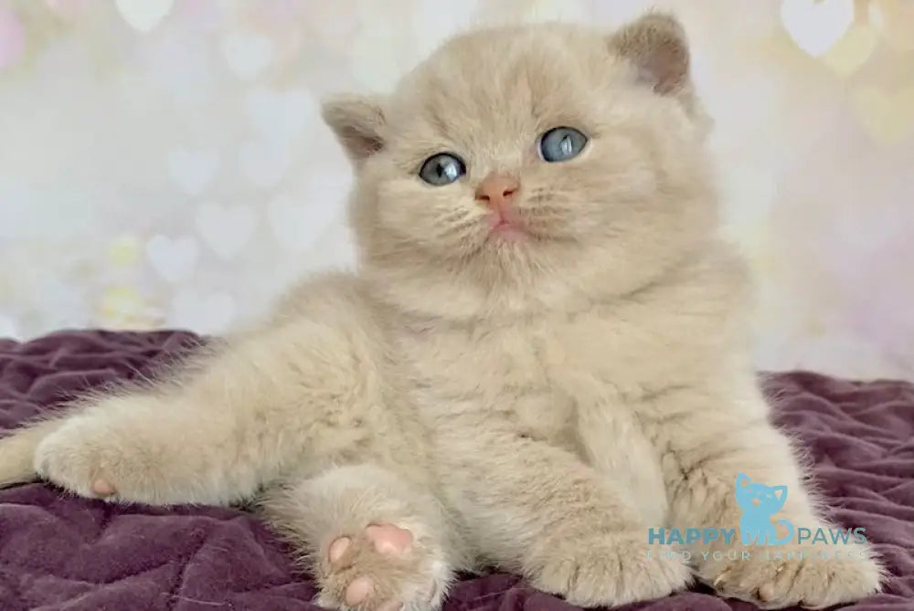 Diamond British Shorthair male fawn live animals