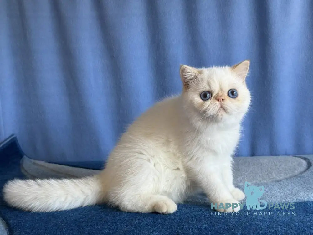 Diamond Exotic female red tortie bicolour live animals