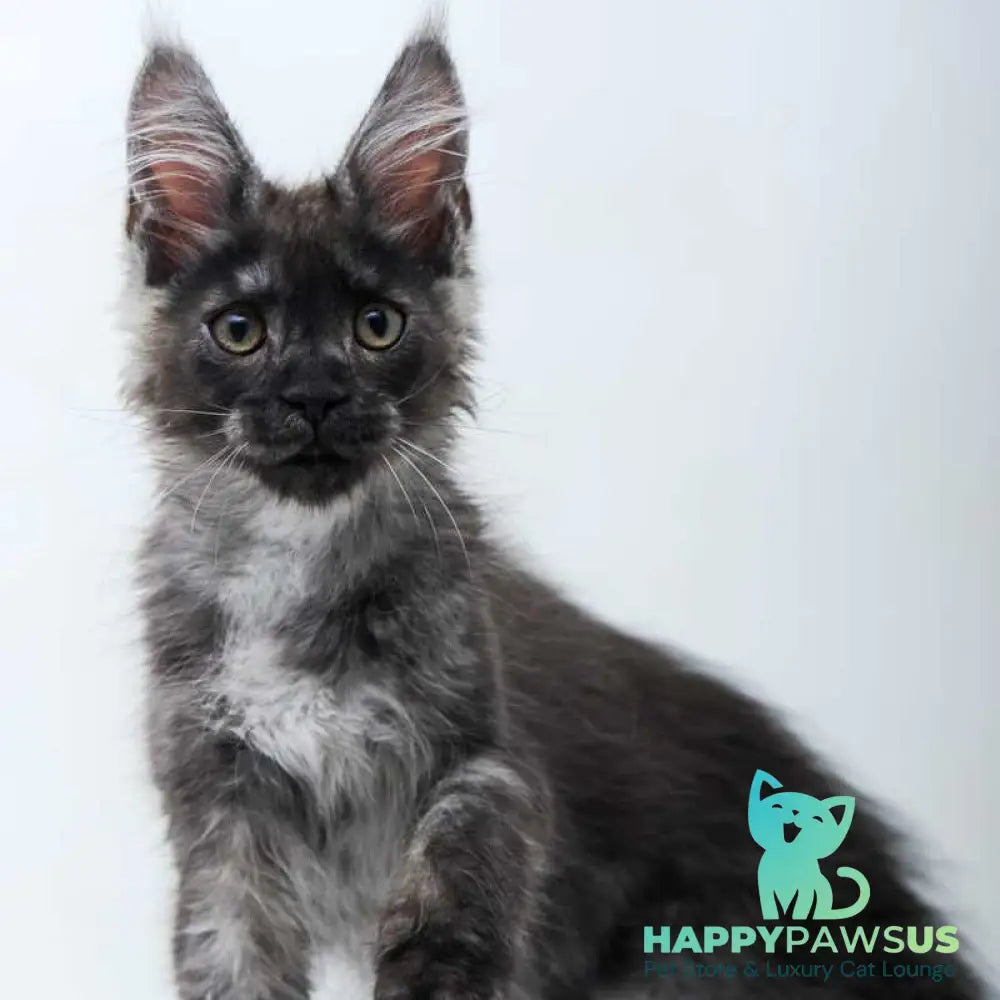 Diamond Maine Coon male black silver - live animals