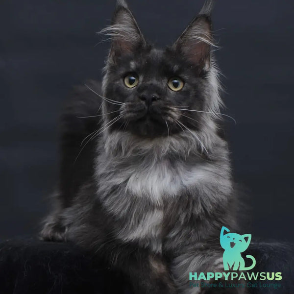 Diamond Maine Coon male black silver - live animals