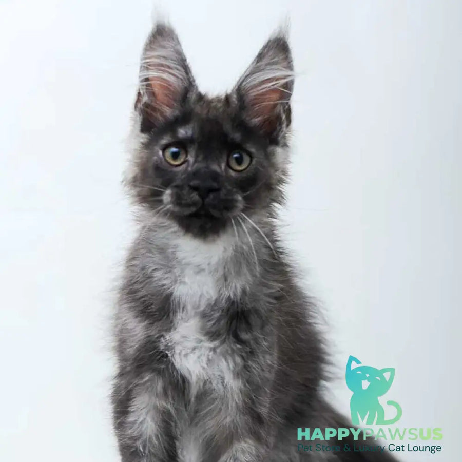 Diamond Maine Coon male black silver - live animals