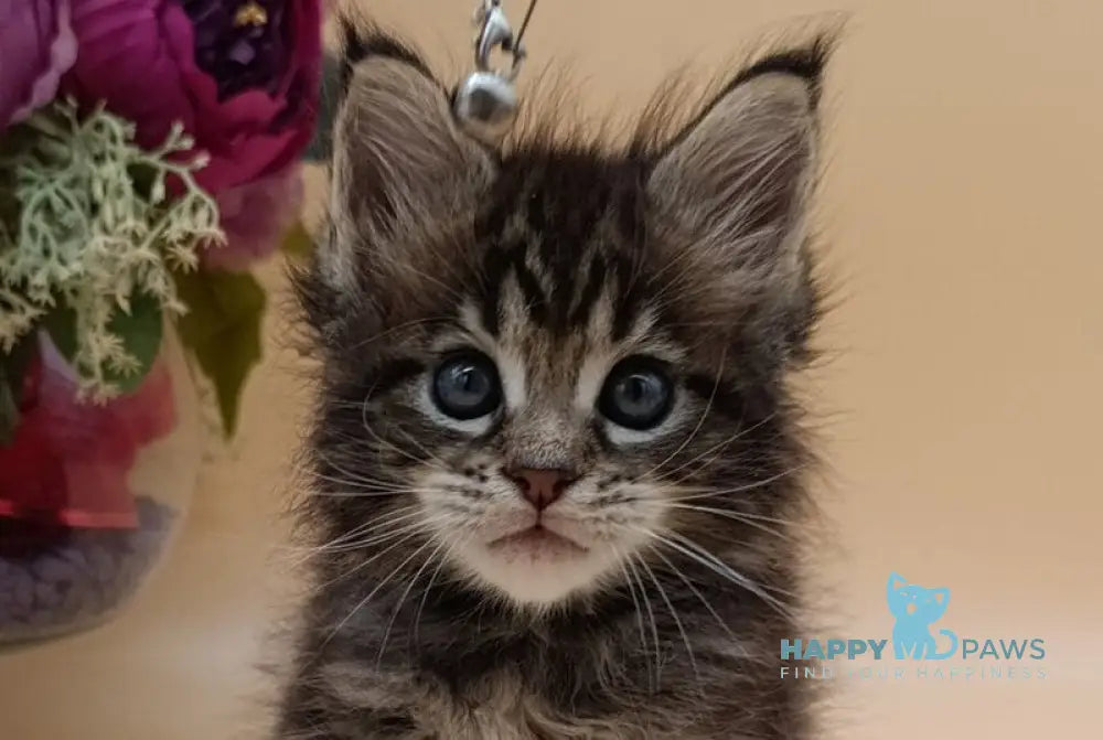 Diamond Maine Coon male black silver tabby live animals