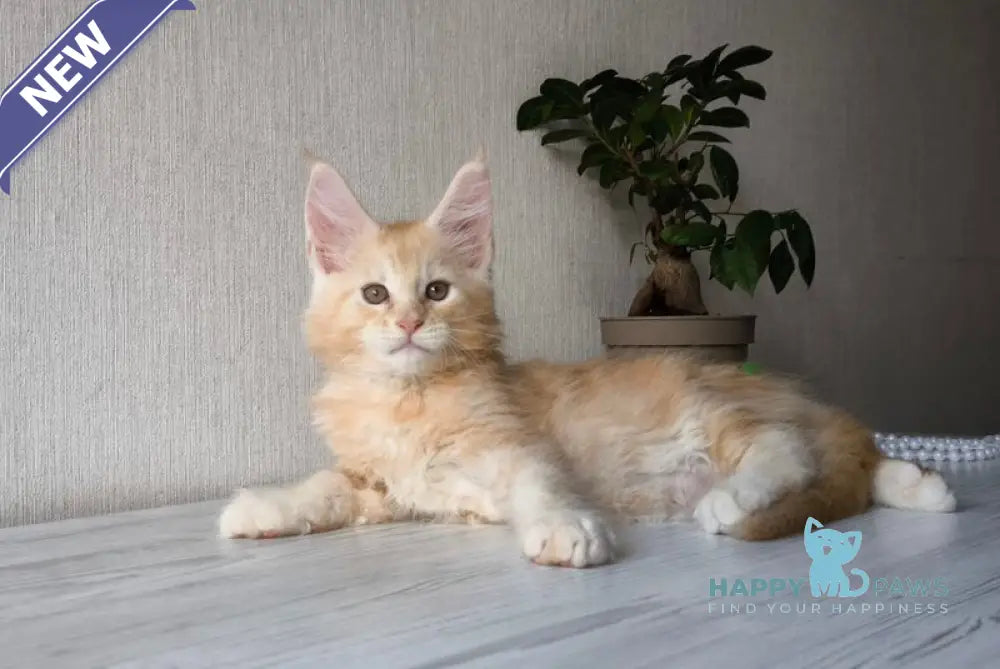 Diamond Maine Coon male red silver tabby live animals