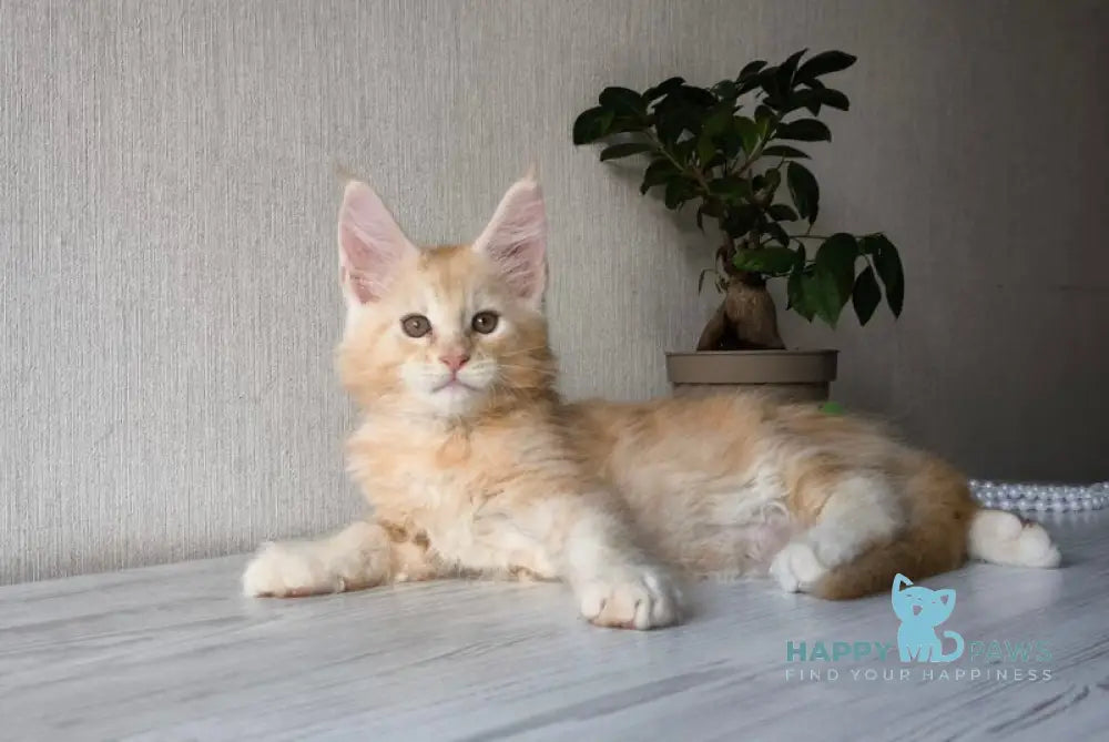 Diamond Maine Coon male red silver tabby live animals