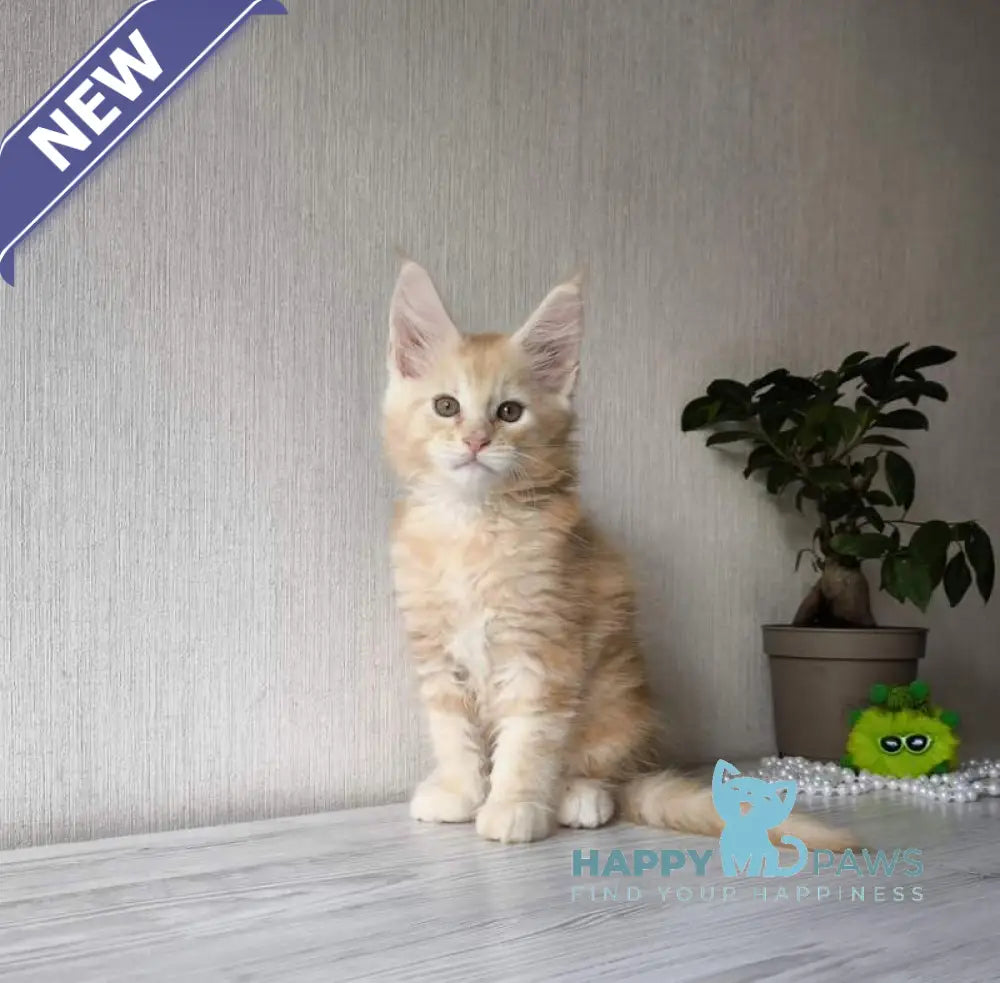 Diamond Maine Coon male red silver tabby live animals