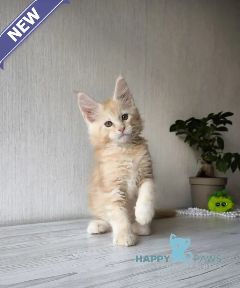 Diamond Maine Coon male red silver tabby live animals