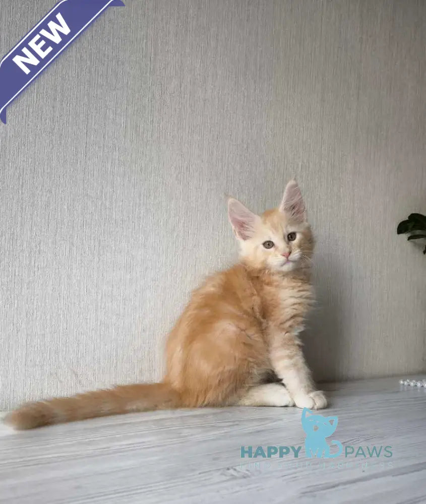 Diamond Maine Coon male red silver tabby live animals
