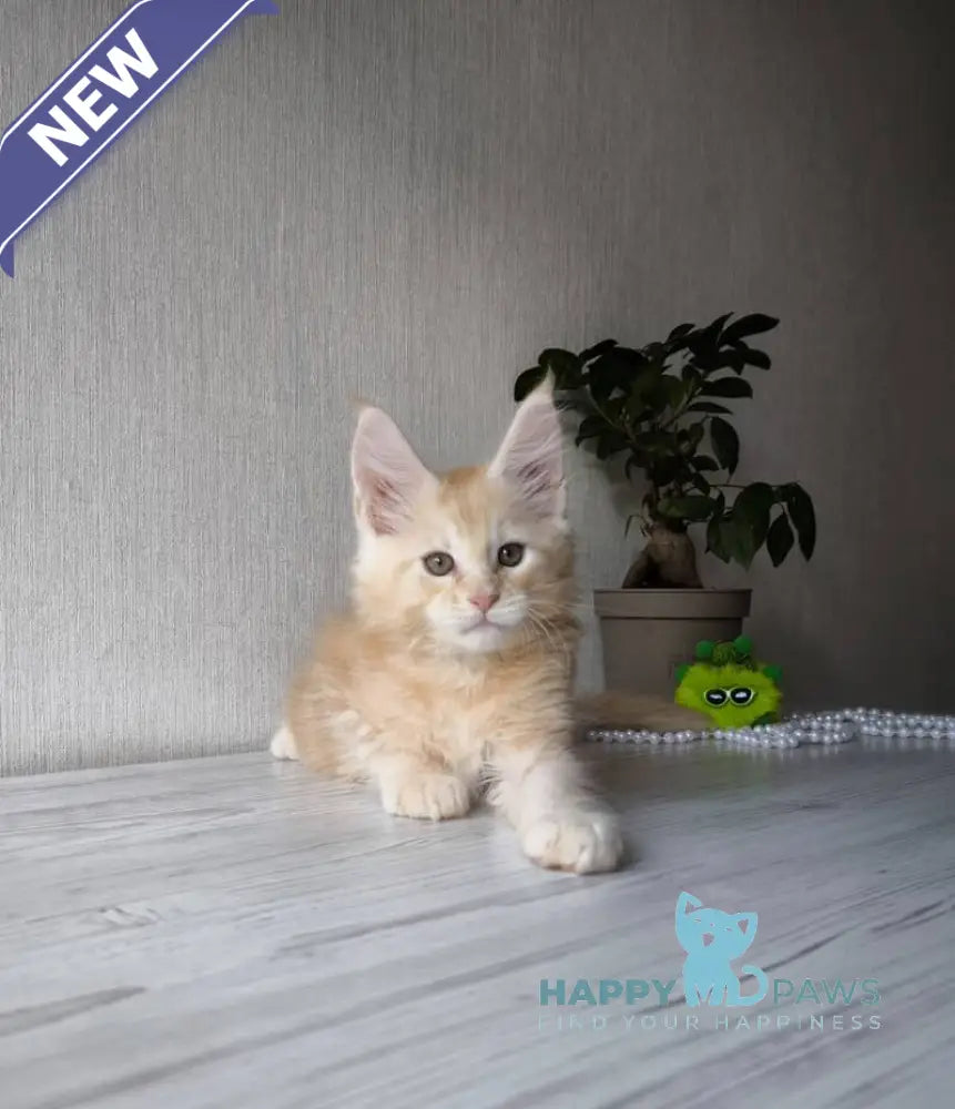 Diamond Maine Coon male red silver tabby live animals