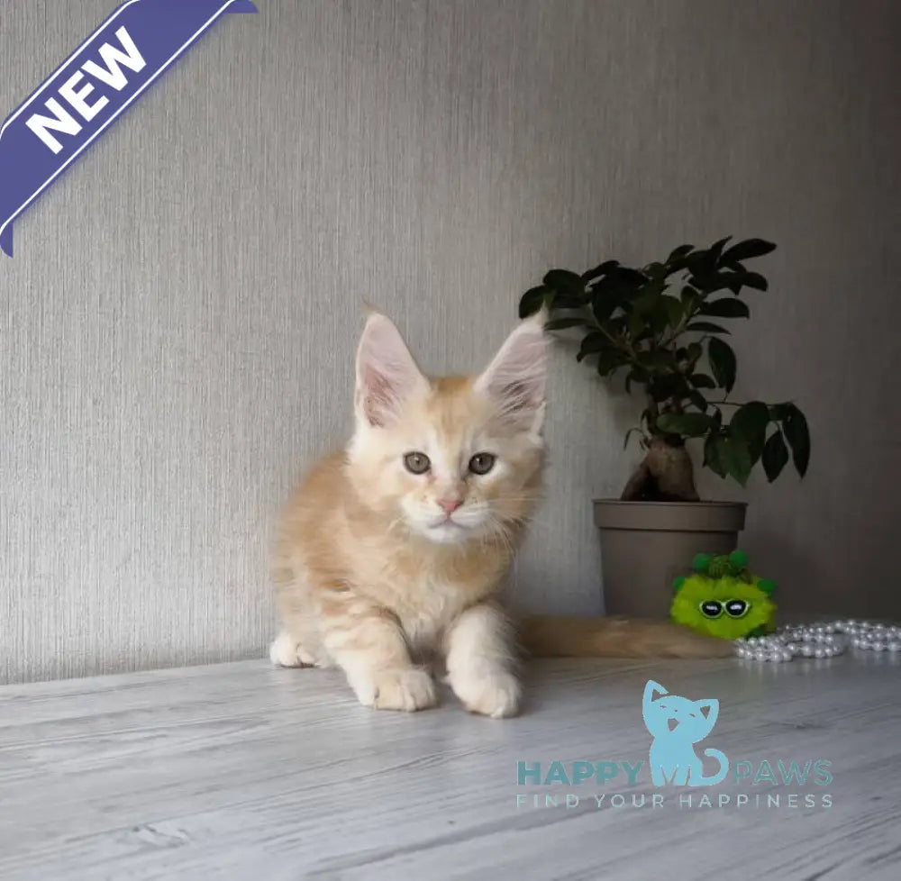 Diamond Maine Coon male red silver tabby live animals
