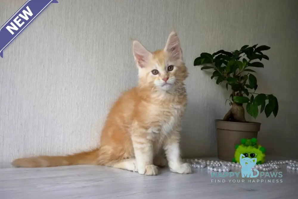 Diamond Maine Coon male red silver tabby live animals