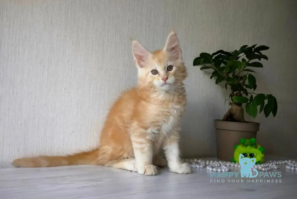 Diamond Maine Coon male red silver tabby live animals