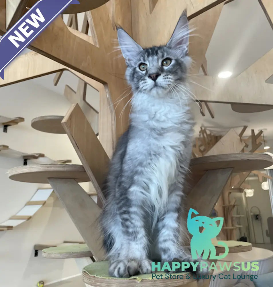 Diamond Maine Coon polydactyl male black silver ticked tabby - live animals