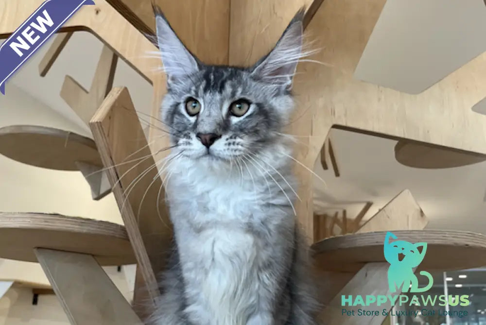 Diamond Maine Coon polydactyl male black silver ticked tabby - live animals
