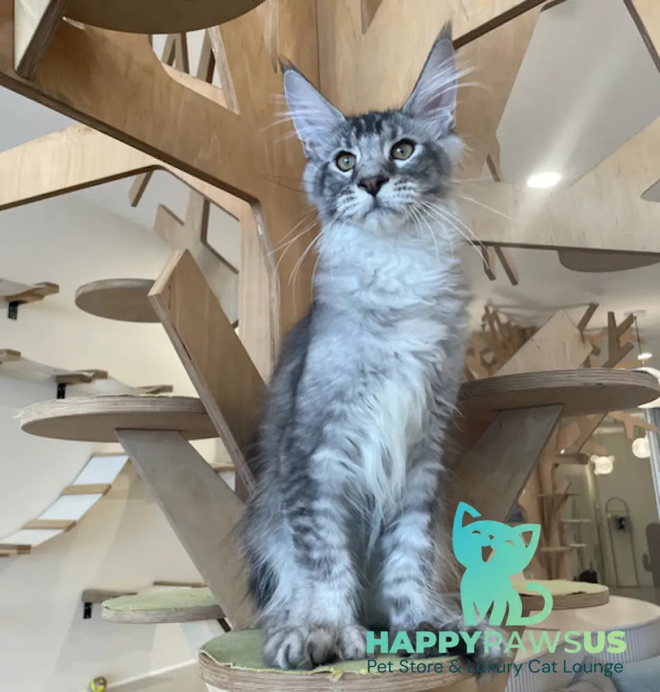 Diamond Maine Coon polydactyl male black silver ticked tabby - live animals