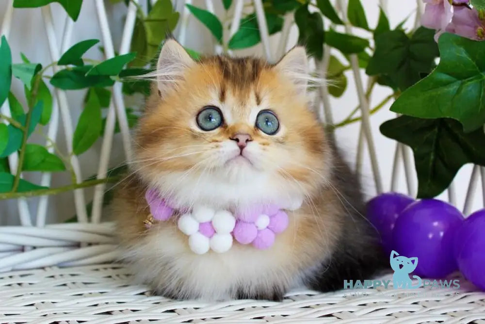 Diamond Munchkin male chocolate golden ticked tabby live animals