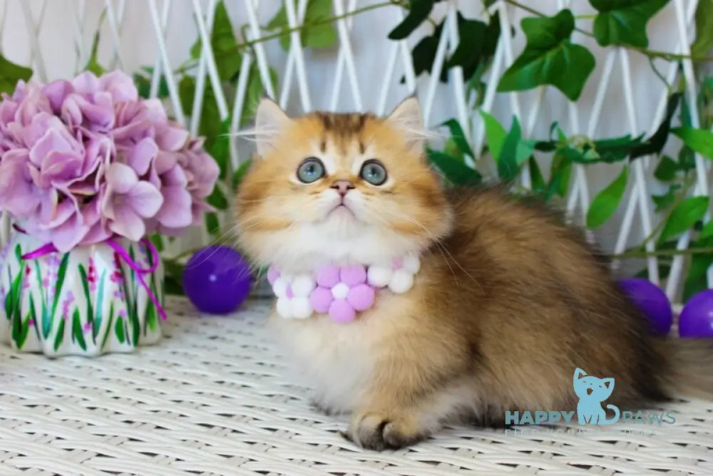 Diamond Munchkin male chocolate golden ticked tabby live animals