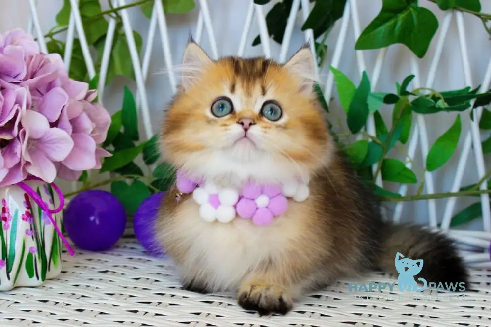 Diamond Munchkin male chocolate golden ticked tabby live animals