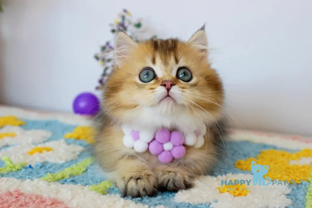 Diamond Munchkin male chocolate golden ticked tabby live animals