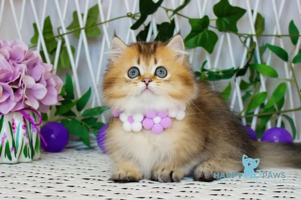 Diamond Munchkin male chocolate golden ticked tabby live animals