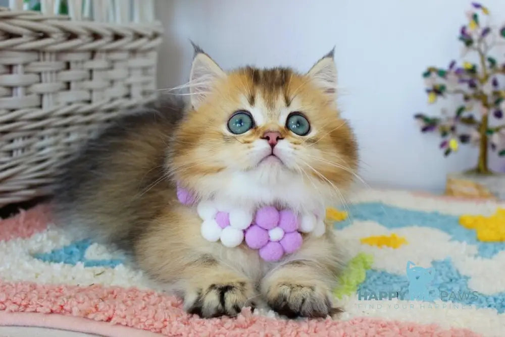 Diamond Munchkin male chocolate golden ticked tabby live animals