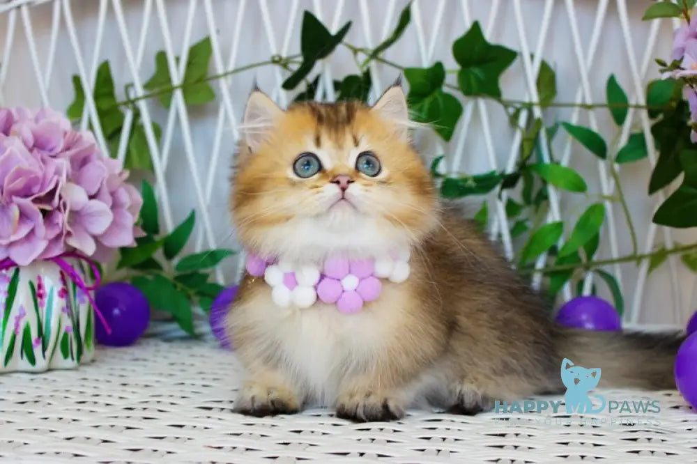 Diamond Munchkin male chocolate golden ticked tabby live animals