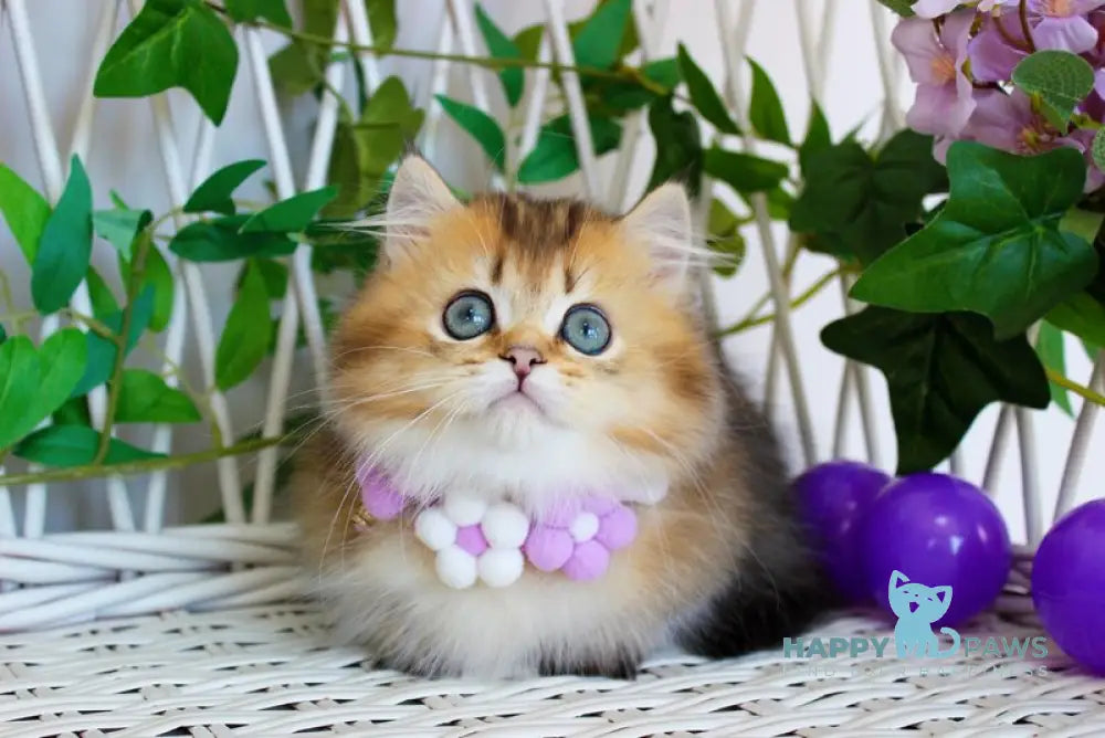 Diamond Munchkin male chocolate golden ticked tabby live animals